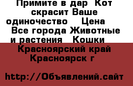 Примите в дар. Кот скрасит Ваше одиночество. › Цена ­ 0 - Все города Животные и растения » Кошки   . Красноярский край,Красноярск г.